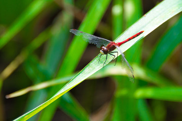 Tired dragonfly resting on reed leaves