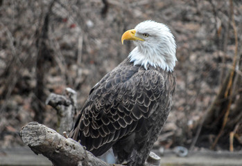 Fototapeta premium Bald eagle resting on a branch