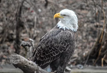 Foto op Plexiglas Bald eagle resting on a branch © Michael