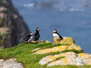 Three Atlantic Puffin Standing on Cliff Ledge against Blue Ocean Water Background