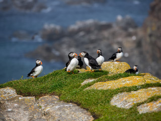 Group of Atlantic Puffins Standing on Cliff's Rock  against Blue Ocean Water Background 