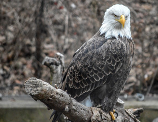 Bald eagle resting on a branch