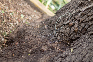Corteza con caracoles