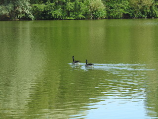 landscapes with water and birds 