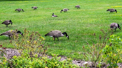 Canada Geese Graze in a Field