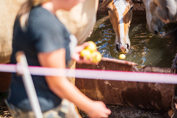 The horses on the farm drink water from the trough.