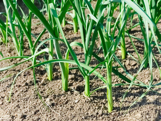Green sprouts  of garlic, grow in open soil. Growing fragrant seasoning for dishes. Tasty healthy and food