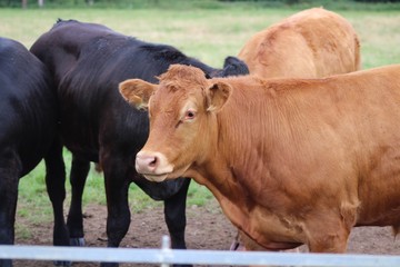 brown cows and black cows 