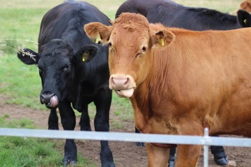 brown cows and black cows 