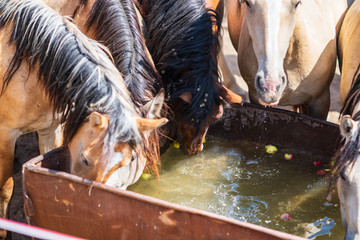 The horses on the farm drink water from the trough.
