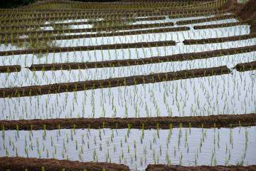 Rice seedlings in the fields.