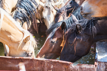 The horses on the farm drink water from the trough.