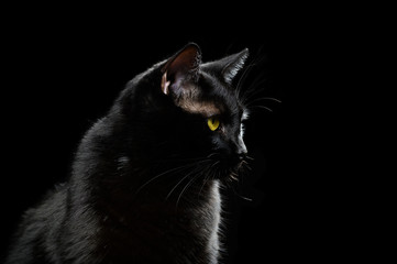 Black domestic cat looking forward