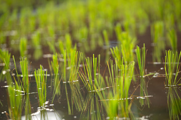 Rice seedlings in the fields.
