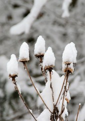 dry plants covered with snow