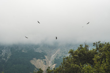 Vulture flying in the Ordesa and monte Perdido National Park, Spain