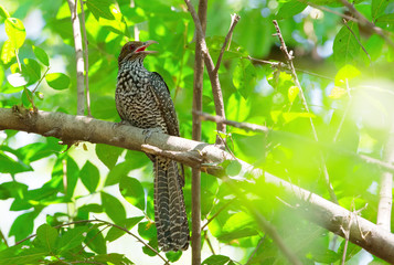 A female Asian koel or Common Koel bird (Eudynamys scolopaceus), Acridortheres javanic, Nominate race bird on branch in the forest.