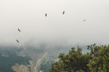 Vulture flying in the Ordesa and monte Perdido National Park, Spain