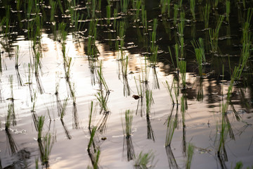 Rice seedlings in the fields.