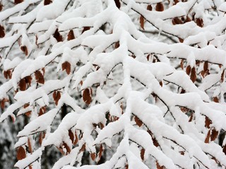 dry plants covered with snow