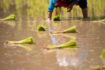 Farmers are planting rice in the farm, Thailand.