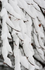 dry plants covered with snow