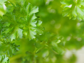 Green leaves of parsley as background