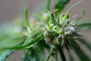 Hemp bush close-up. The crown of marijuana with foliage closeup. Green young shoot of cannabis. Shallow depth of field. Blurred background. Selective focus. Template for an inscription or formula.