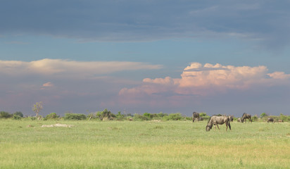 Obraz na płótnie Canvas Wildebeest grazing in the Okavango Delta at sunset
