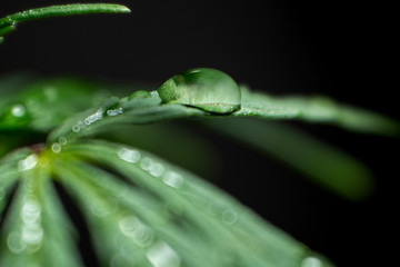 Macro shot of a canabioid plant. Dew on a leaf of hemp. A drop of water on marijuana. Close-up of cannabis on a black background. Selective focus. Shallow depth of field.