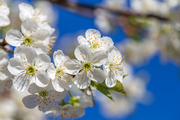 White flowers of the cherry blossoms on a spring day over blue sky background. Flowering fruit tree in Ukraine, close up
