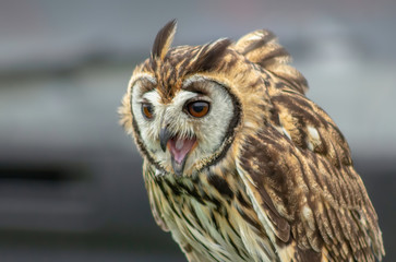 Striped Owl