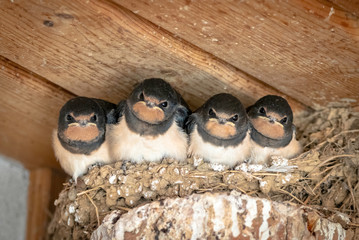 Swallow Nest © Matthew Brotherton