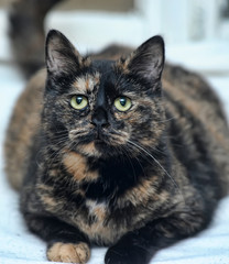 beautiful tortie cat portrait on brown background