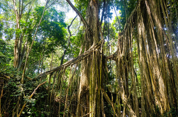 Hanging Vines in the jungle