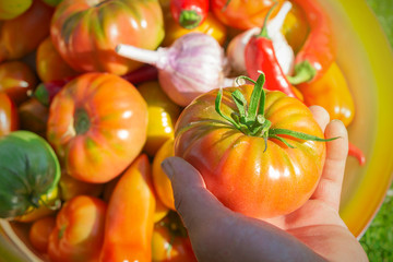fresh vegetables from the garden - tomatoes, garlic and peppers.