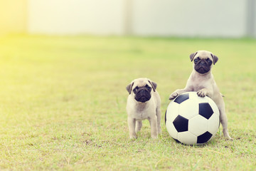 Cute puppies Pug playing together with football