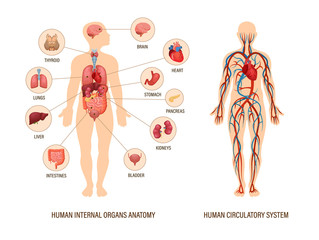 Human body anatomy infographic of structure of human organs - obrazy, fototapety, plakaty