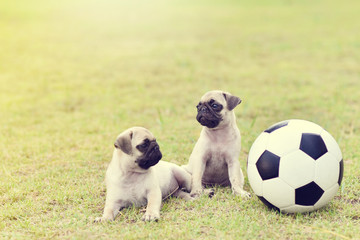 Cute puppies Pug playing together with football