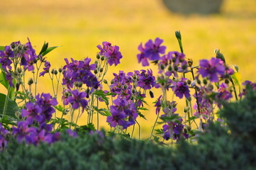 lila Blumen vor gelbem Rapsfeld