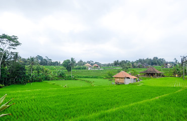 Obraz premium Rice terraces. Traditional rice fields in Bali. Green rice field farm background.
