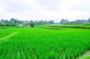 Rice terraces. Traditional rice fields in Bali. Green rice field farm background.