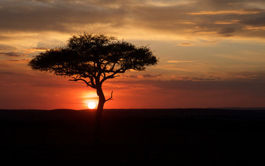 Fototapeta na wymiar Sun setting on a beautiful colourful golden sky with an acacia tree in the foreground.
