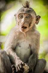 Little baby monkey (Macaca mulatta) eating in Sacred Monkey Forest