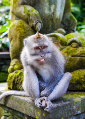 A monkey sits in the jungle near a temple in the monkey Forest in Bali, Ubud.
