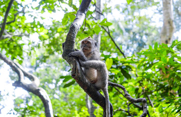 Funny monkey sitting on a tree in the jungle. Monkey forest in Bali, Ubud.
