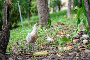 White hen with chicks in forest