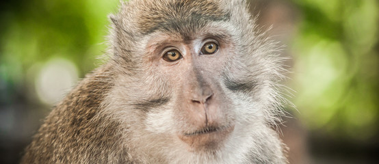 Portrait of long tailed macaque monkey at secret monkey forest
