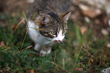 Naklejka na ściany i meble Young striped brown white cat lurks in the green grass during the hunt before the attack, before the jump, pricked up ears, with big eyes, white paws and short hair on a cloudy summer day