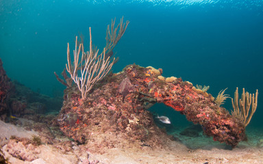 Underwater Landscape  With Coral and  Various Fish